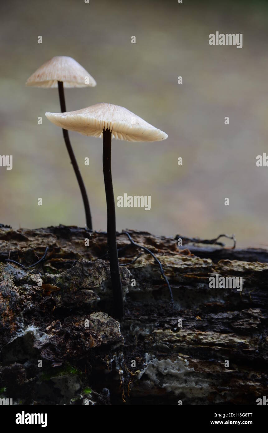 I funghi di bosco. (Non commestibile) Foto Stock