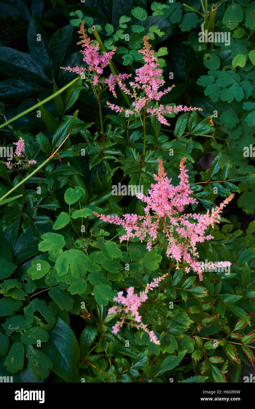 Bellissimo giardino con tutti i tipi di fiori Foto Stock