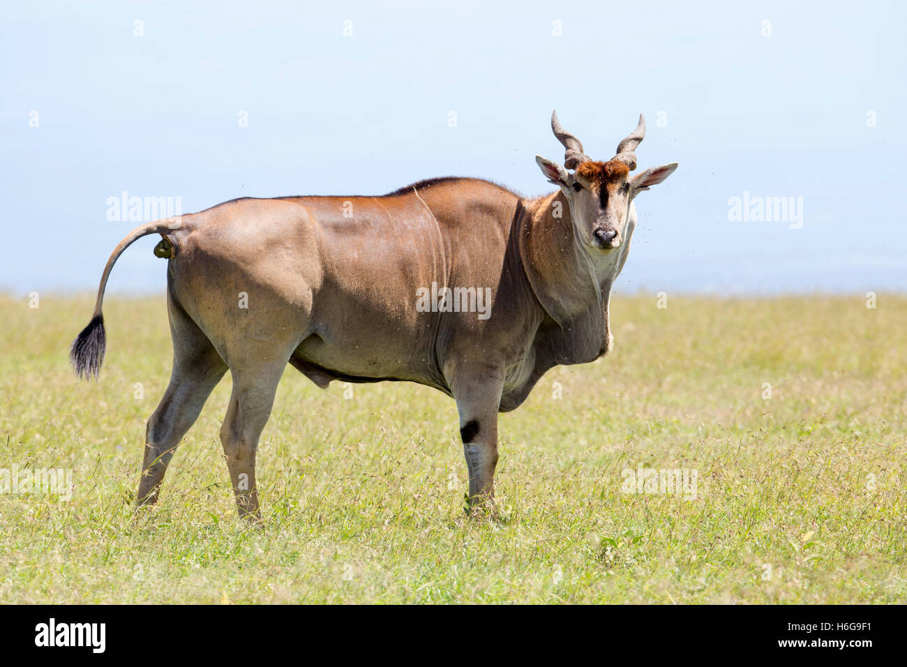 Common Eland Taurotragus oryx,southern eland,eland antelope,Bull/maschio a piedi vista laterale su pascoli, Laikipia Kenya Africa Foto Stock