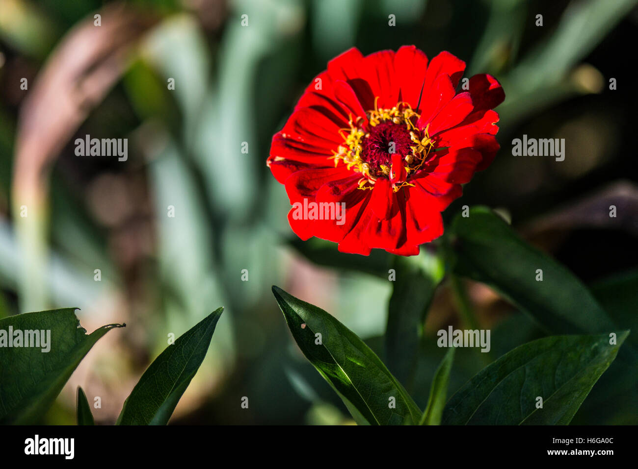 Una zinnia rossa comune (Zinnia elegans) Foto Stock