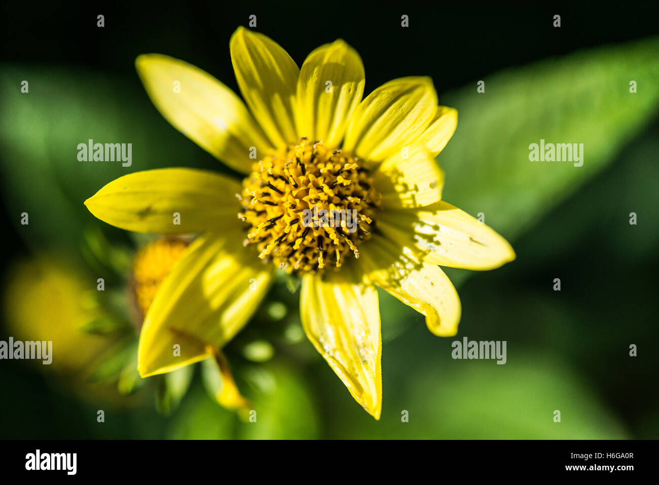 Un girasole " Lemon Queen' (Helianthus 'Lemon Queen') Foto Stock