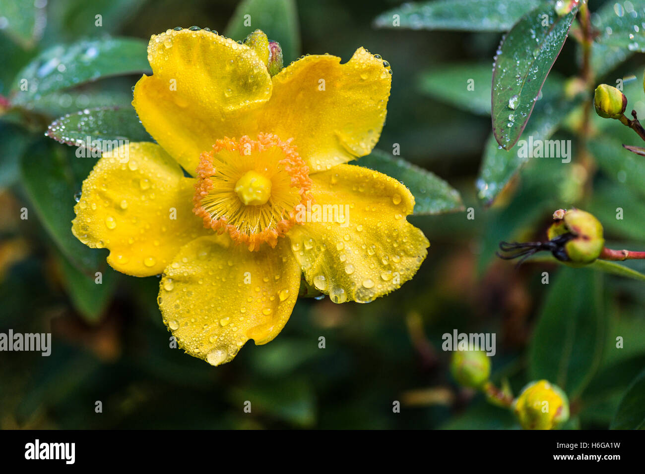 Le gocce di pioggia sulla petali di fiori di iperico 'Hidcote' (Hypericum × hidcoteense 'Hidcote') Foto Stock