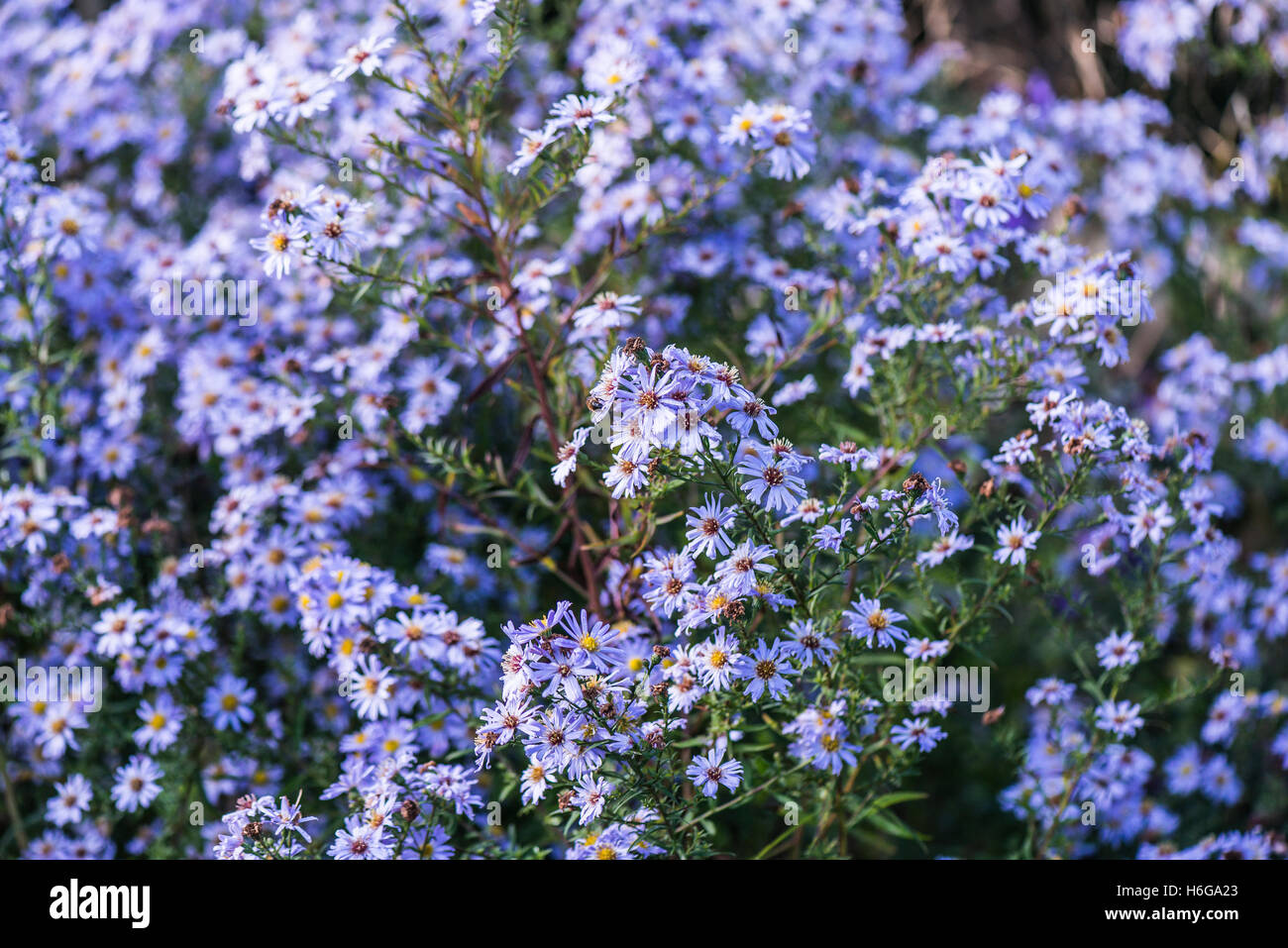 Michaelmas daisy "Ada Ballard' (Symphyotrichum novi-belgii 'Ada Ballard') Foto Stock