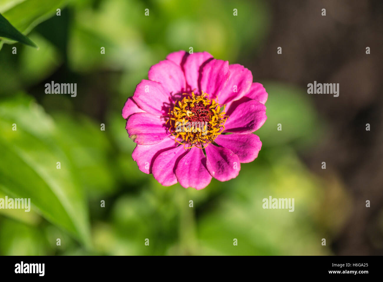 Un viola della gioventù e della vecchiaia del fiore (Zinnia elegans) Foto Stock