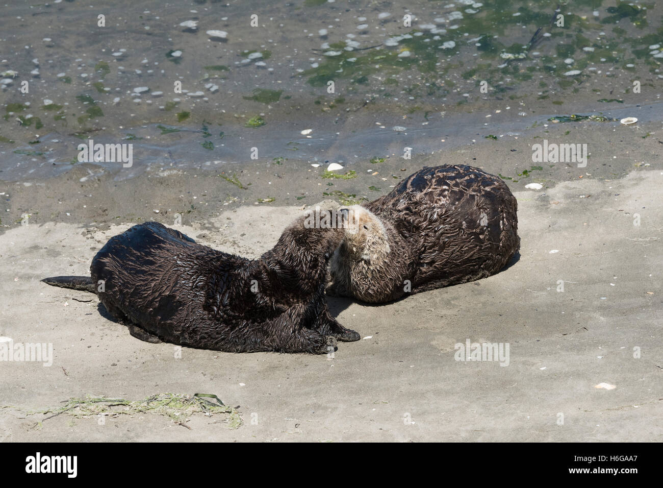 Mare del Sud le lontre Enhydra lutris nereis, sniff ogni altro dopo sbarcano a crogiolarvi, Moss Landing, CALIFORNIA, STATI UNITI D'AMERICA Foto Stock