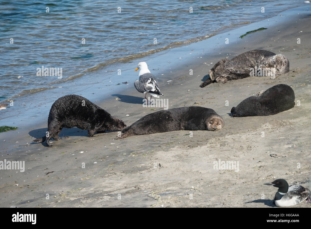 Mare del Sud le lontre Enhydra lutris nereis, sdraiati sulla spiaggia con un gabbiano, Elkhorn Slough, Moss Landing, CALIFORNIA, STATI UNITI D'AMERICA Foto Stock