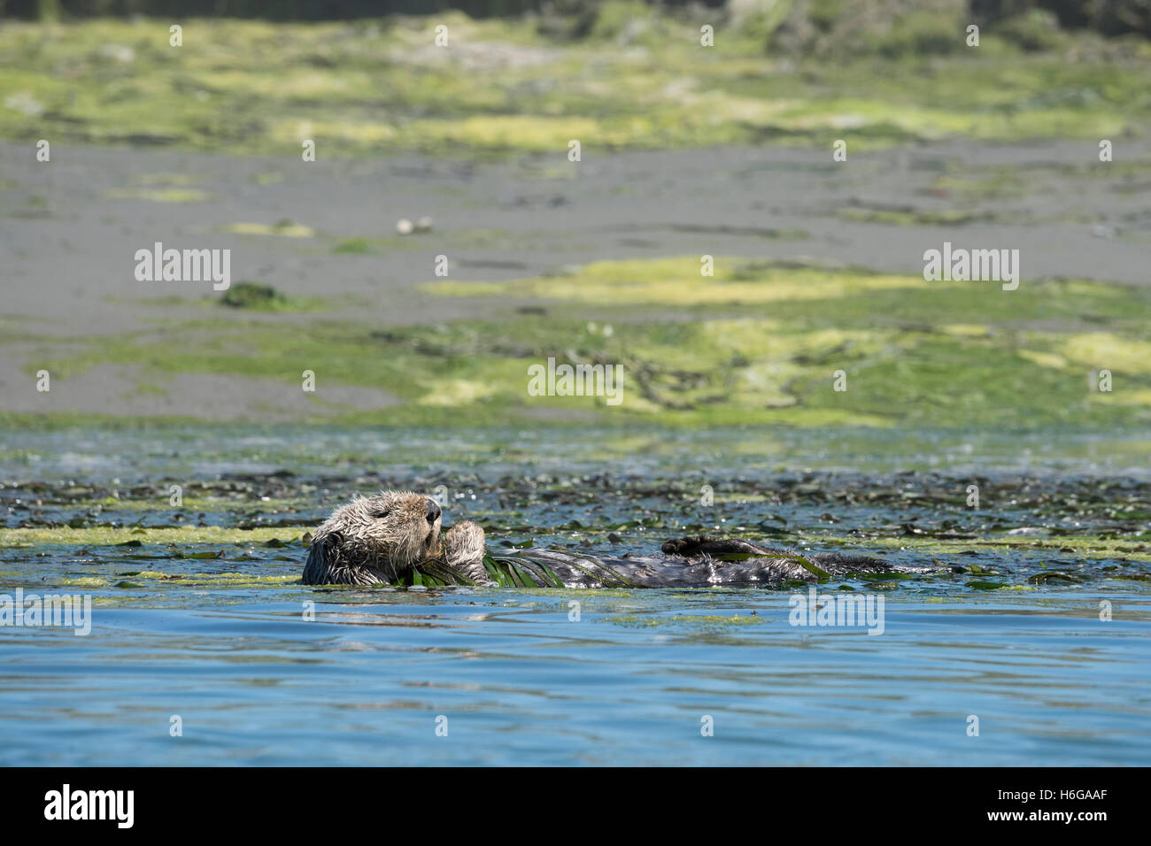 California Sea Otter, Enhydra lutris nereis, riposo mentre avvolto in Anguilla erba o eelgrass, Elkhorn Slough, CALIFORNIA, STATI UNITI D'AMERICA Foto Stock