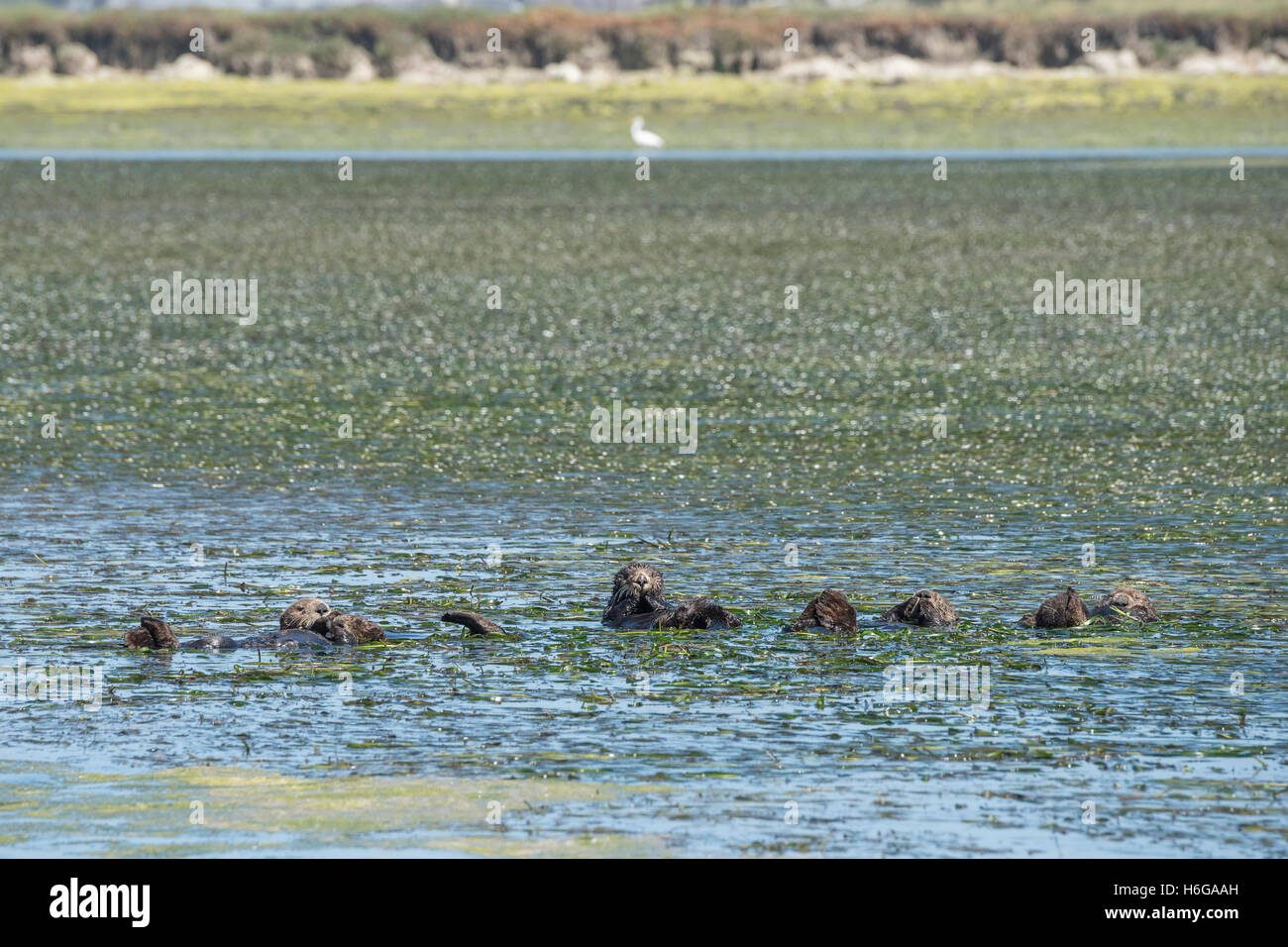 Mare del Sud le lontre Enhydra lutris nereis, appoggiato in una zattera mentre avvolto in erba di anguilla, Elkhorn Slough, CALIFORNIA, STATI UNITI D'AMERICA Foto Stock