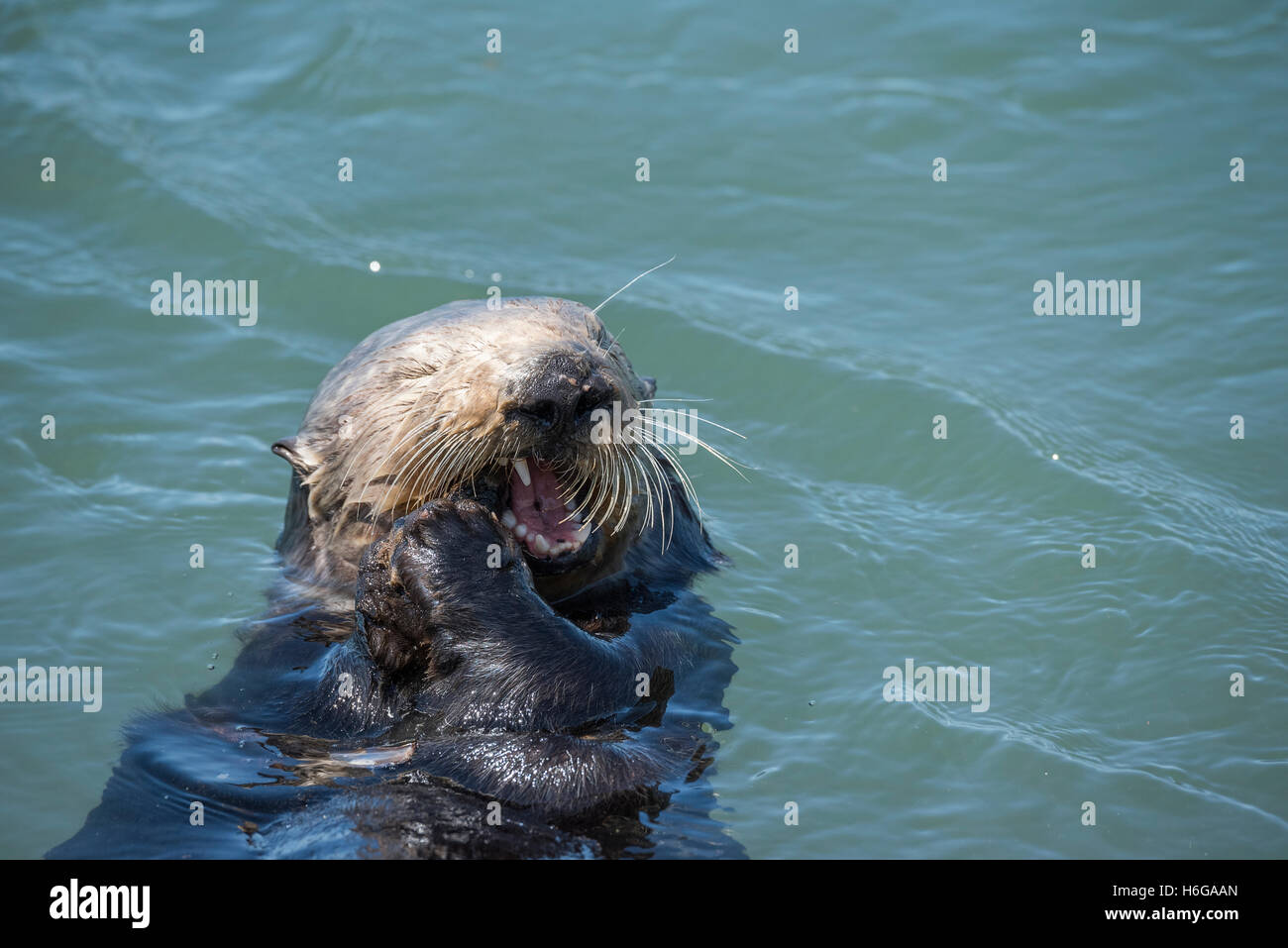 California Sea Otter, Enhydra lutris nereis ( specie minacciate ), mangiare una cozza, Elkhorn Slough, Moss Landing, California Foto Stock