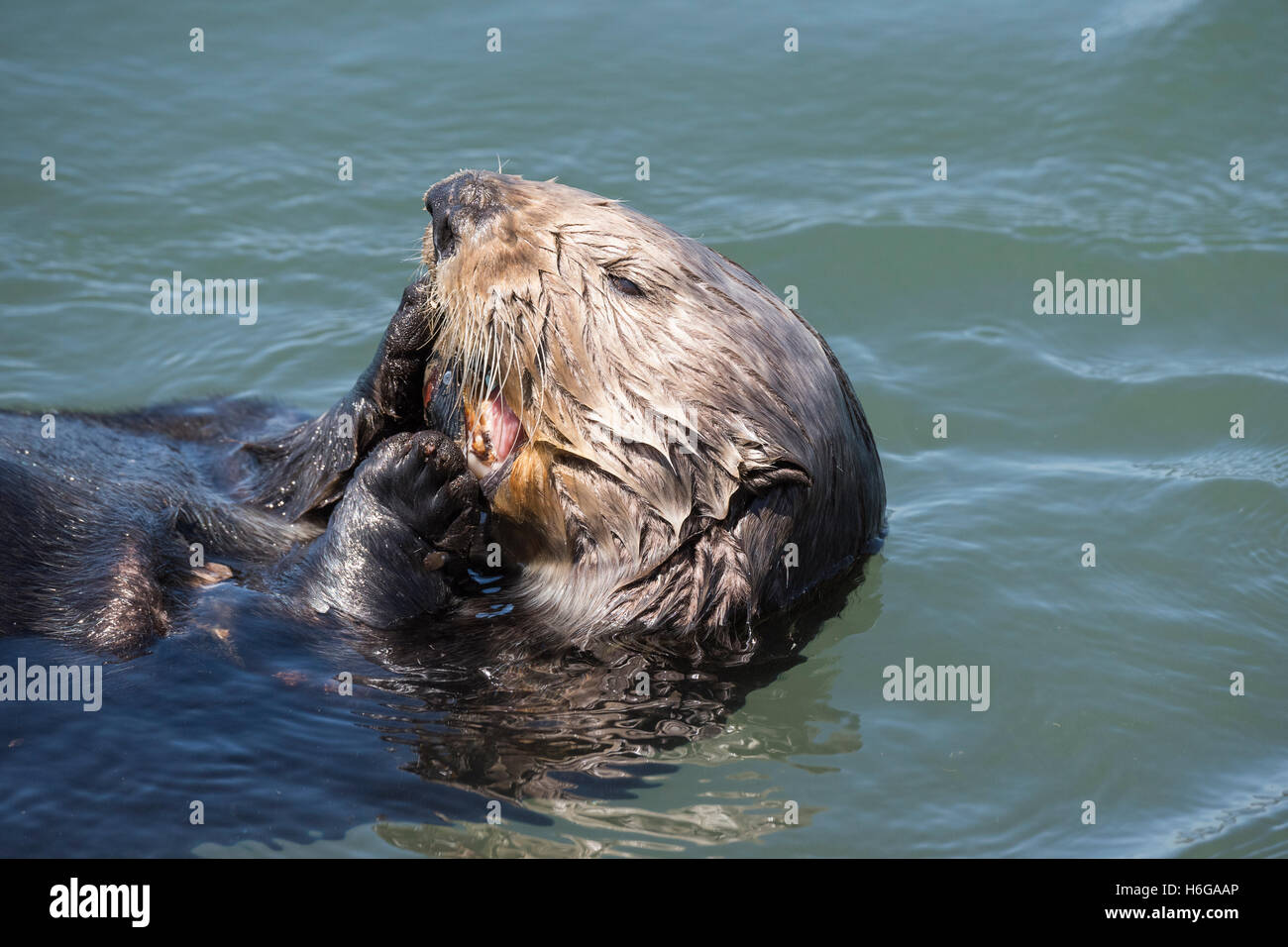 California Sea Otter, Enhydra lutris nereis, mangiare una cozza, Elkhorn Slough, Moss Landing, CALIFORNIA, STATI UNITI D'AMERICA Foto Stock
