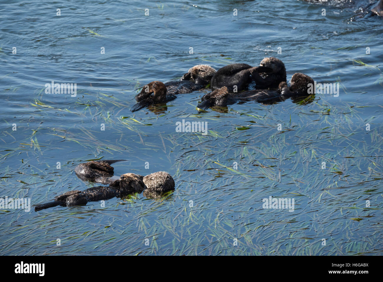 California le lontre marine o di mare meridionale Lontra, Enhydra lutris nereis, di riposo e di socializzazione in una zattera, Morro Bay, California Foto Stock