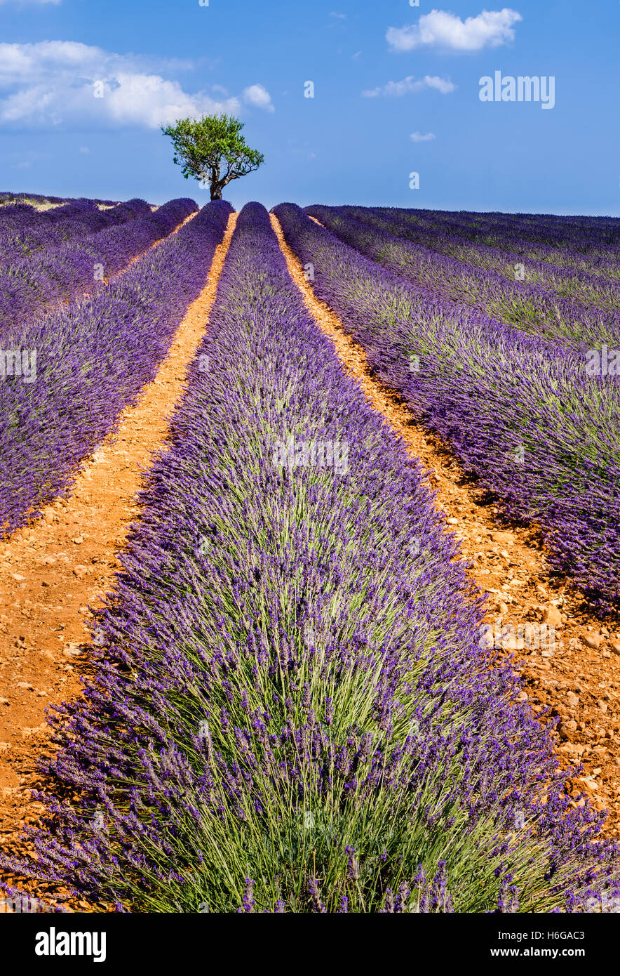 Campi di lavanda di Valensole con alberi di olivo. Estate in Alpes de Hautes Provence, Francia meridionale delle Alpi, Francia Foto Stock