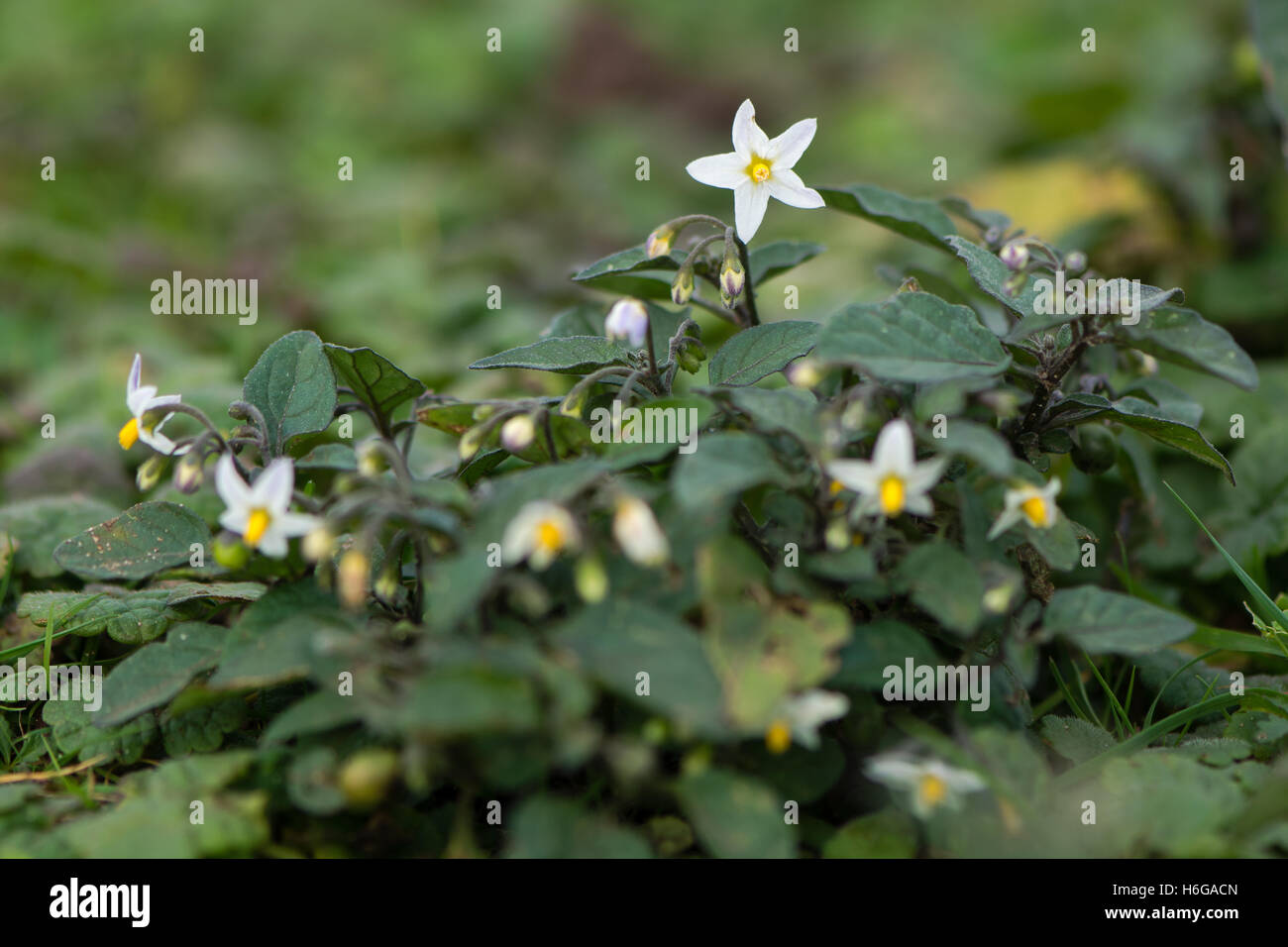 Unione erba morella (Solanum nigrum) in fiore. Breve e tossici in vegetali della famiglia delle solanacee, fioritura sul calcare Foto Stock