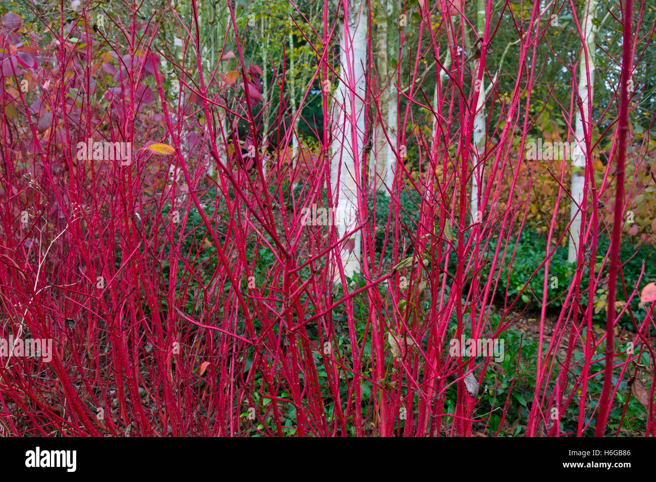 L'Himalayan betulle Betula utilis var jacquemontii e Red tig Sanguinello Cardinale Cornus sericea a metà ottobre Foto Stock