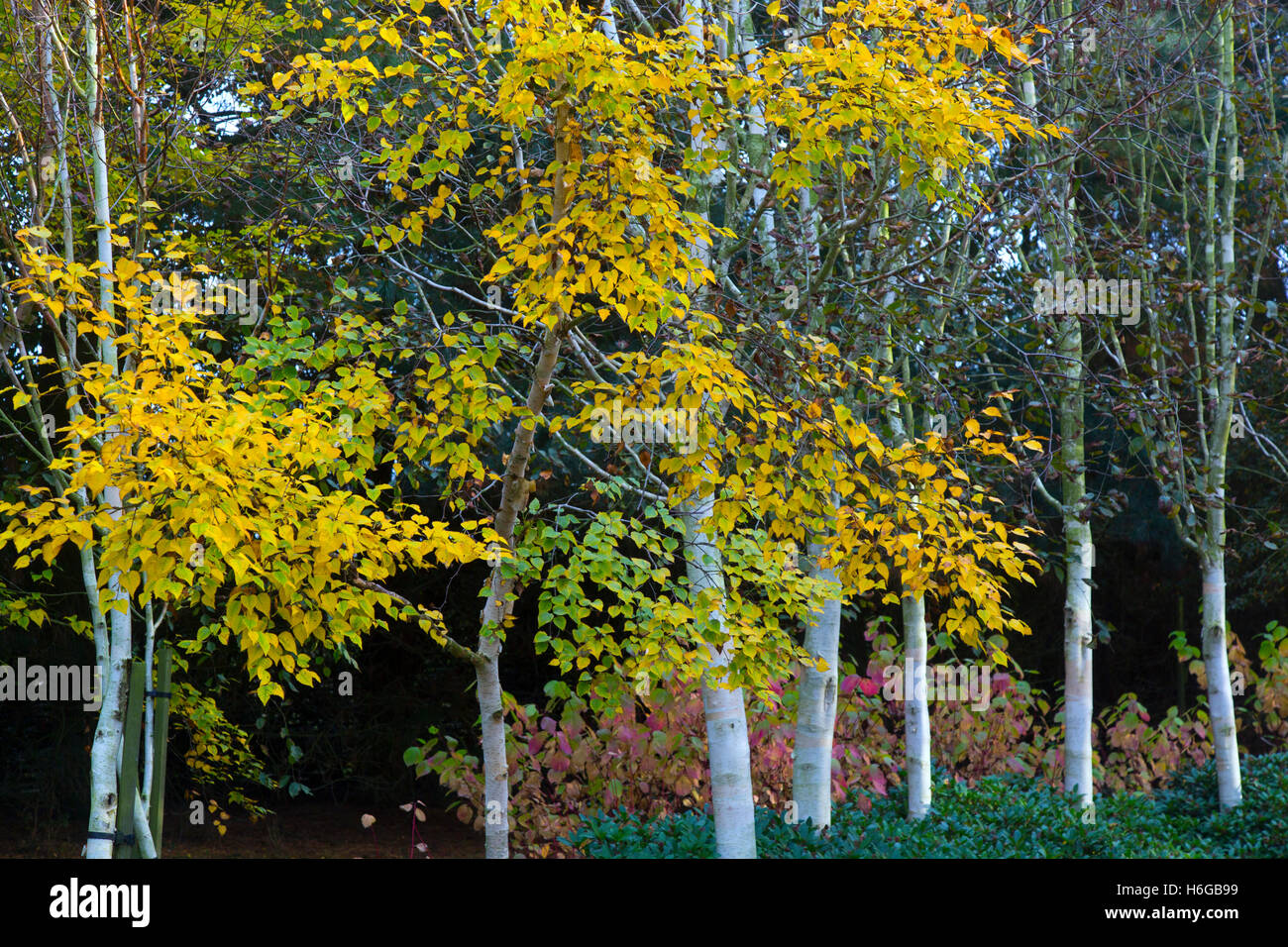 Himalayan Birches Betula utilis var jacquemontii foglie cambiare colore a fine ottobre Foto Stock