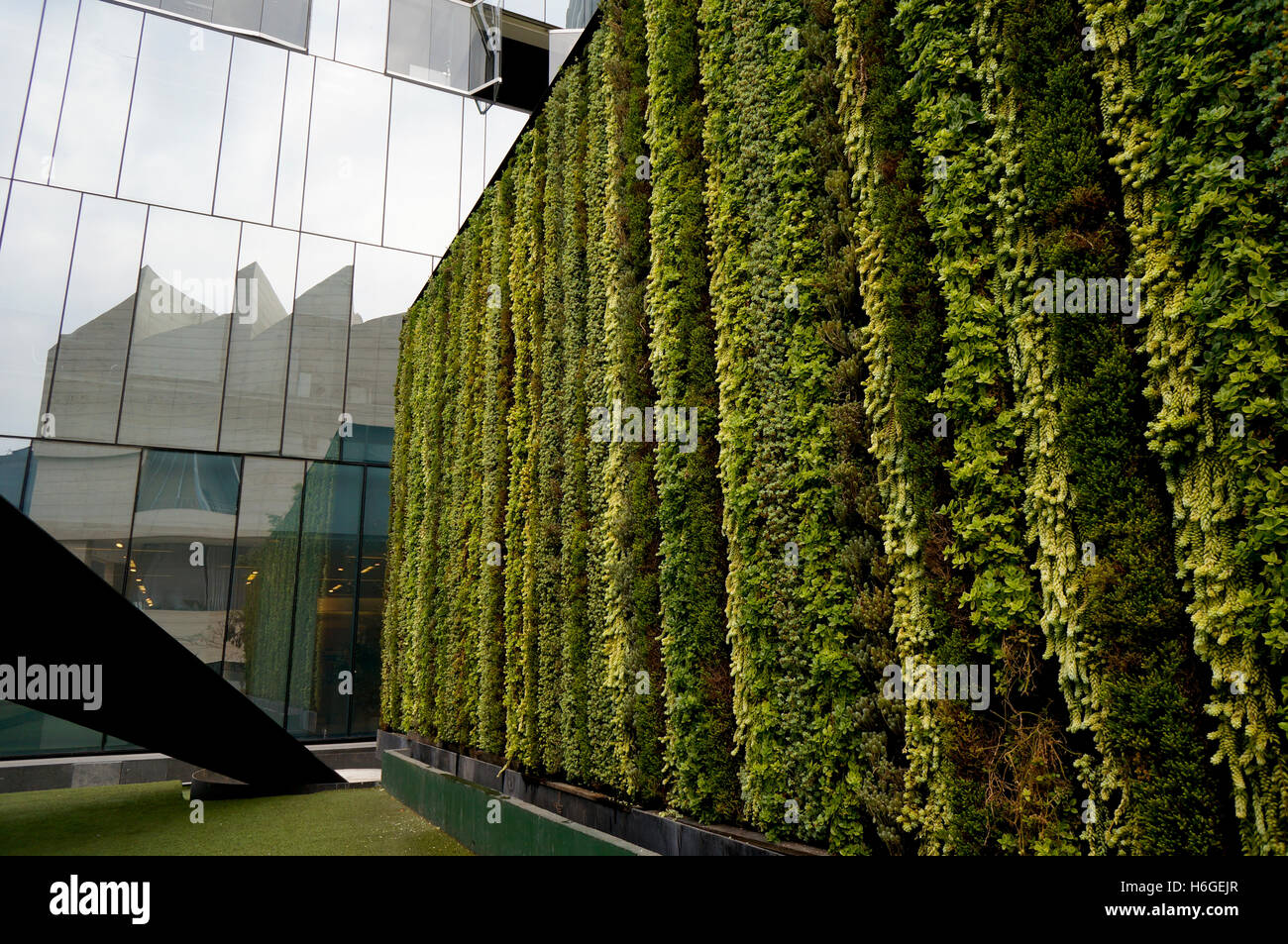 Muro vegetale su edificio per uffici a Città del Messico. Foto Stock