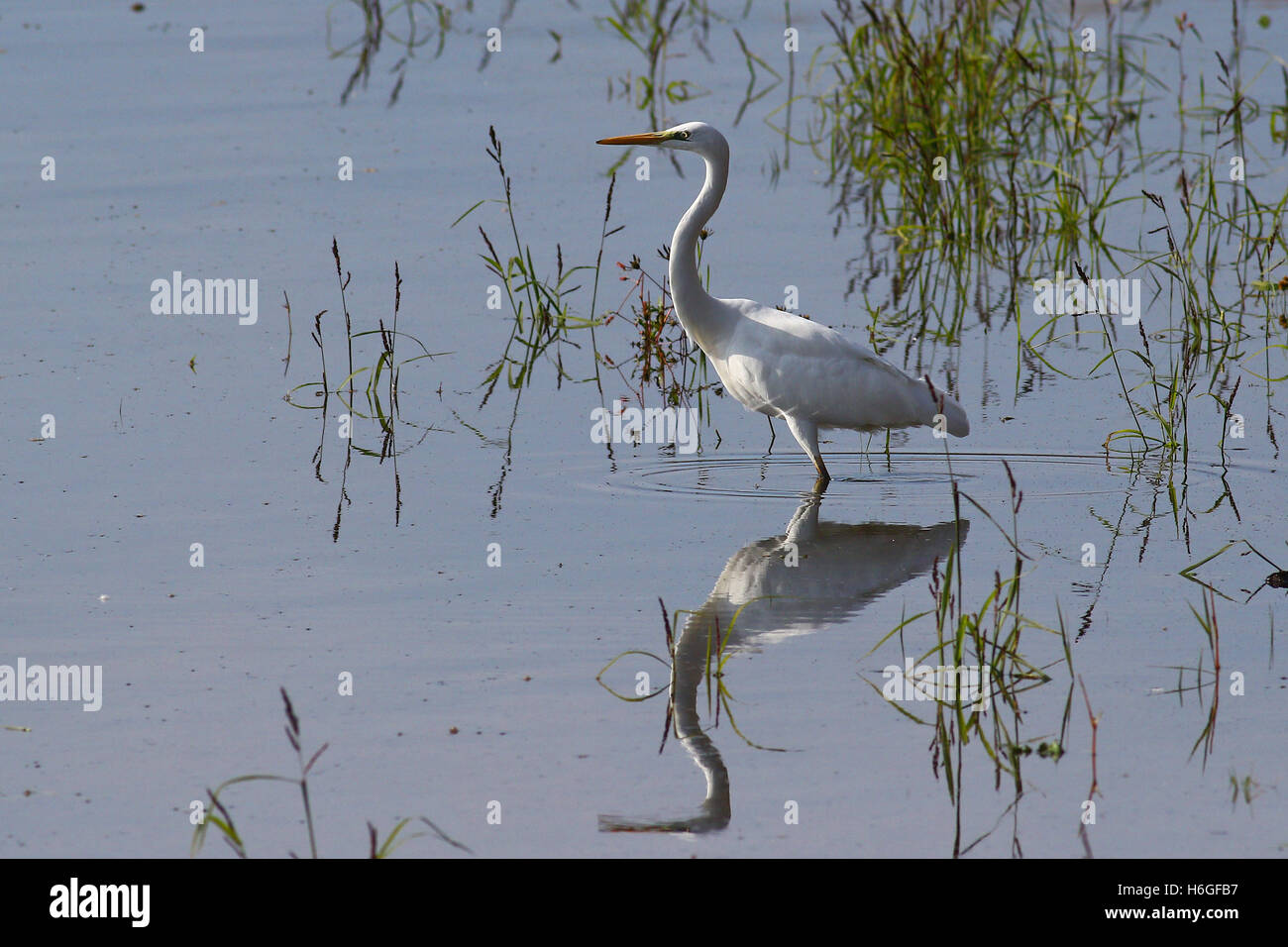 Bianco airone bianco maggiore, egretta alba, pazientemente in piedi in acqua in cerca di prede Foto Stock