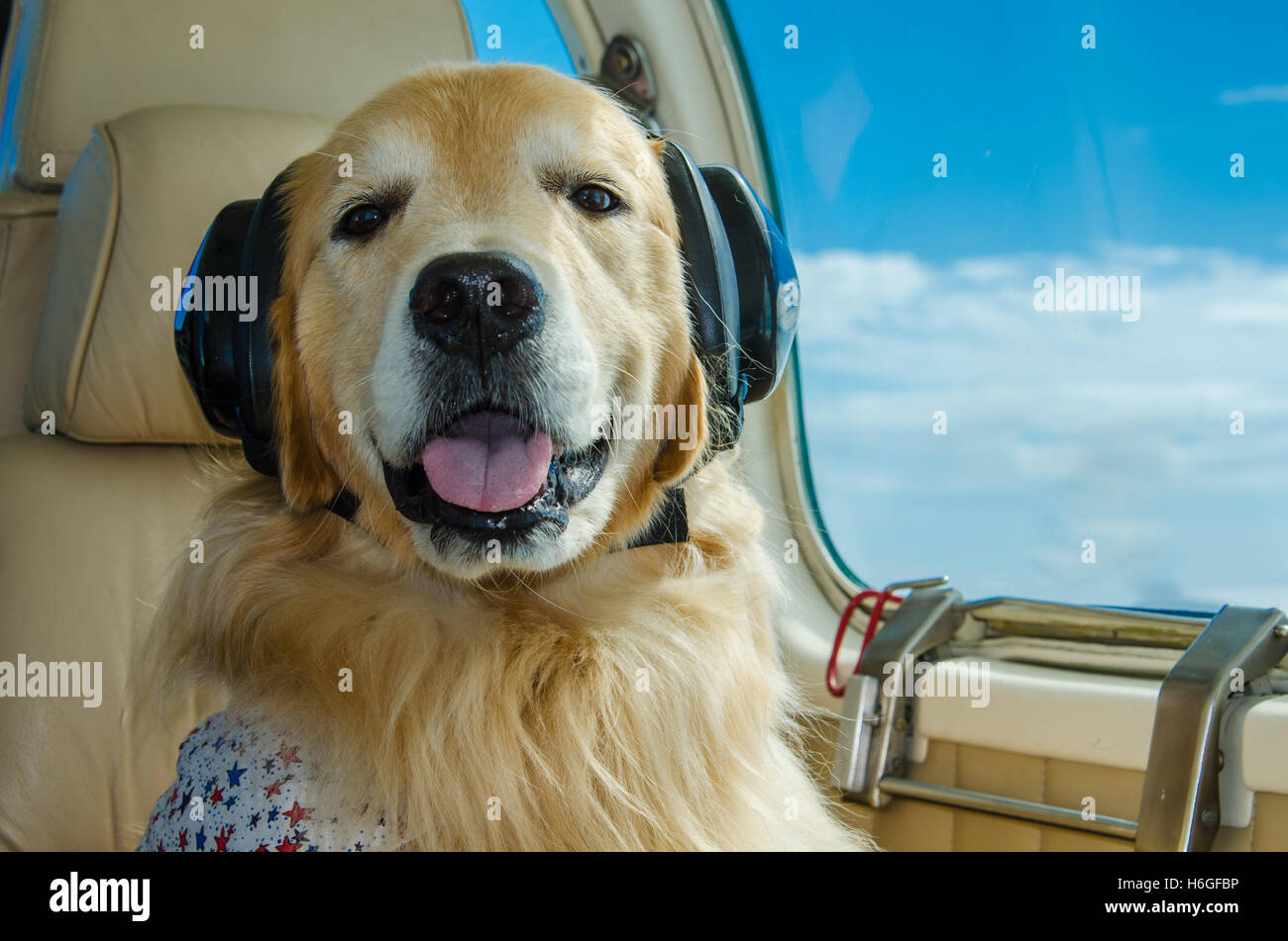 Il golden retriever sul piano privato in viaggio con il tuo cane Foto Stock