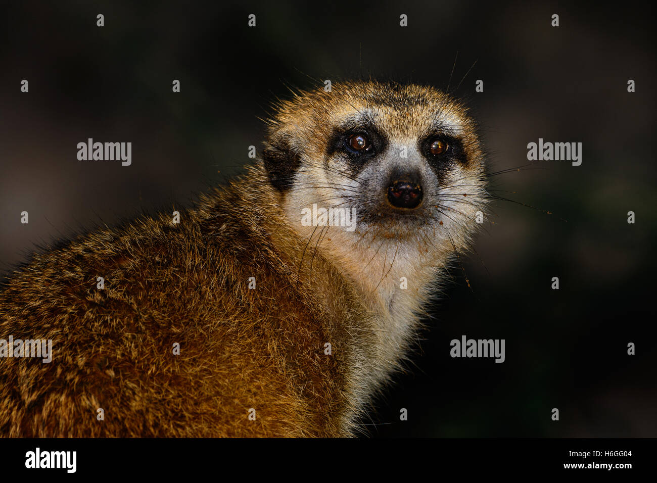 Meerkat (Suricata suricatta) in piedi su una roccia closeup verso la telecamera Foto Stock
