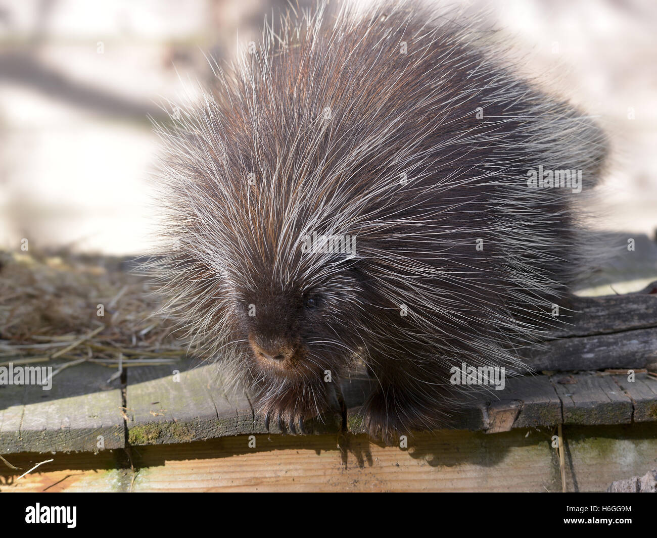 La North American porcupine (Erethizon dorsatum), noto anche come il canadese porcupine o comuni o istrice, su tavola Foto Stock