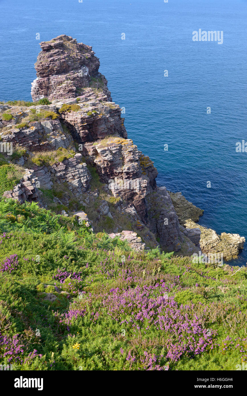 Costa rocciosa con eriche e felci di Cap Fréhel, una penisola in Côtes-d'Armor della Bretagna in Francia nordoccidentale Foto Stock