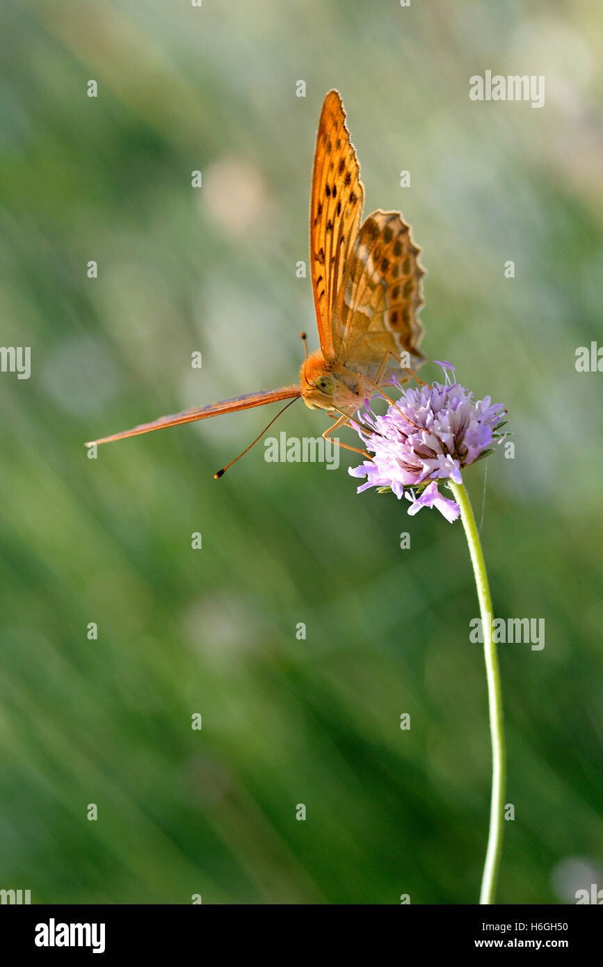 Voce maschile argento-lavato Fritillary butterfly (Argynnis paphia) alimentazione su scabiosa fiore visto dal lato anteriore Foto Stock