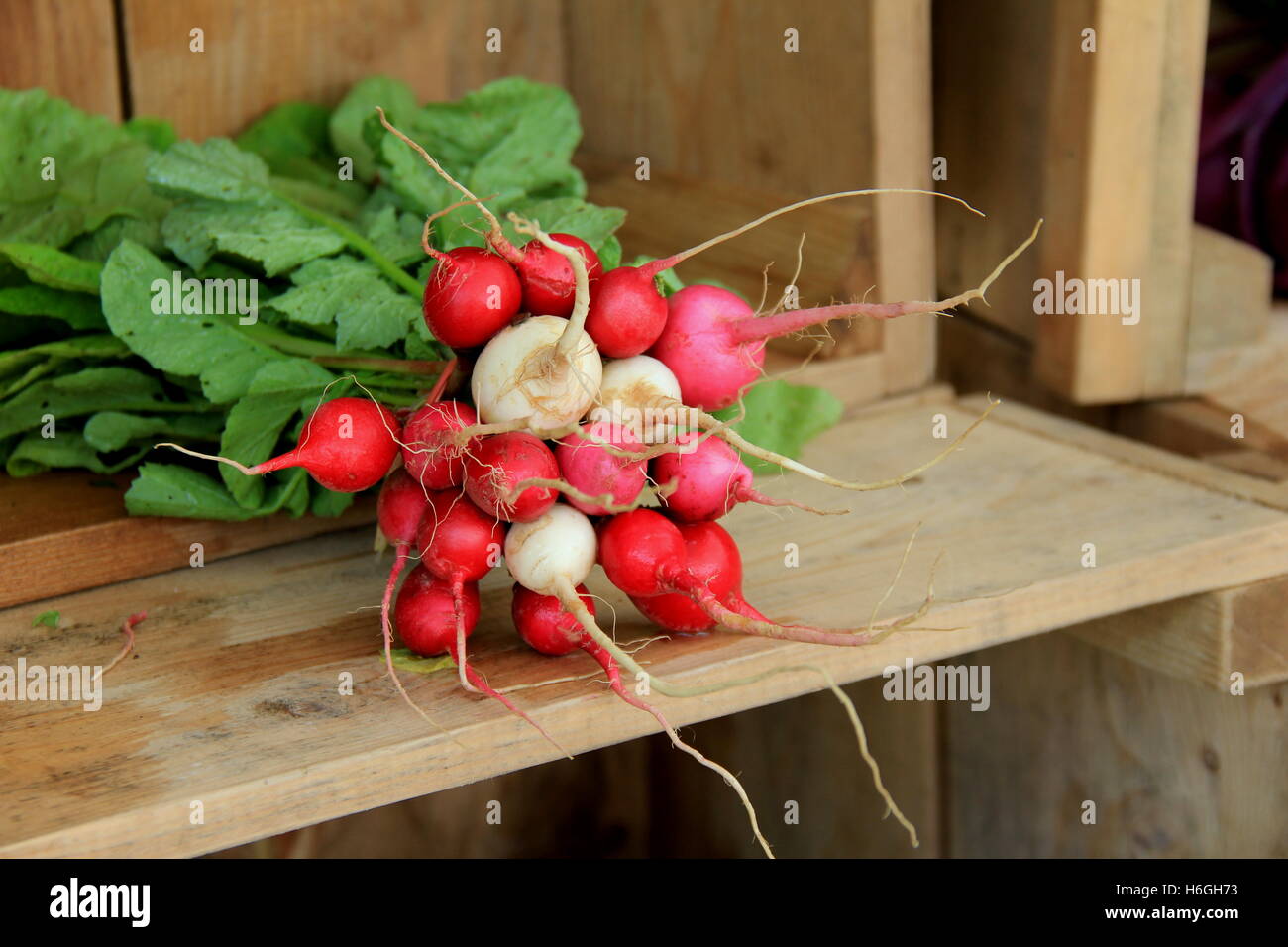 La cassa di legno che mostra due ultimi grappoli di ravanelli appena raccolti al mercato locale degli agricoltori, deve significare che il giorno delle vendite era buono. Foto Stock