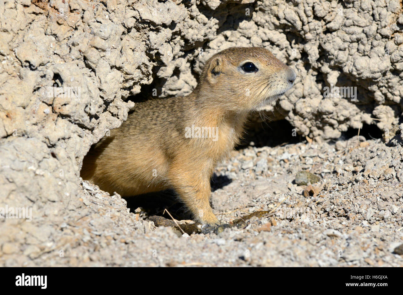 Richardson di scoiattolo di terra - Urocitellus richardsonii Foto Stock