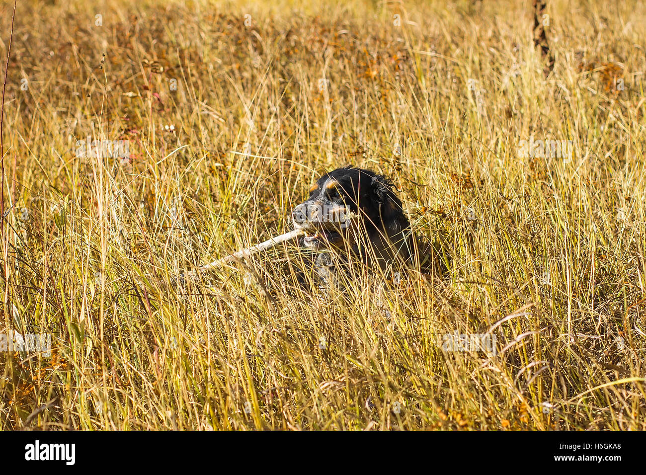 Avvistato russian spaniel con bastone di denti in piedi in autunno giallo Erba. Foto Stock