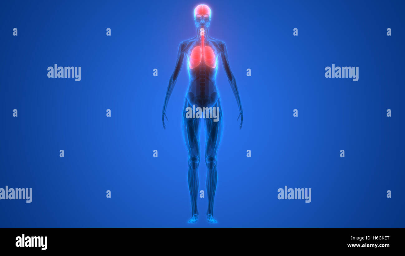 Umano Sistema respiratorio polmoni anatomia Foto Stock