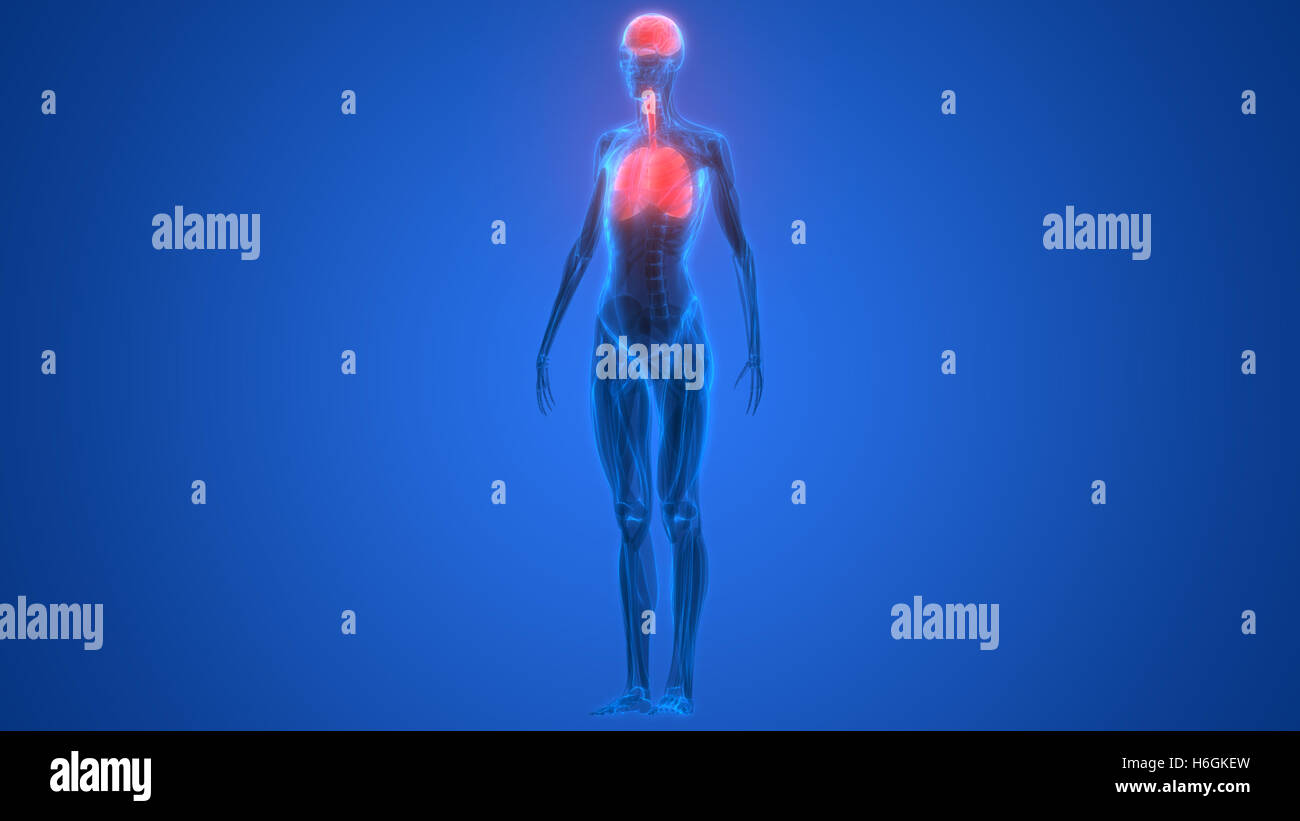Umano Sistema respiratorio polmoni anatomia Foto Stock