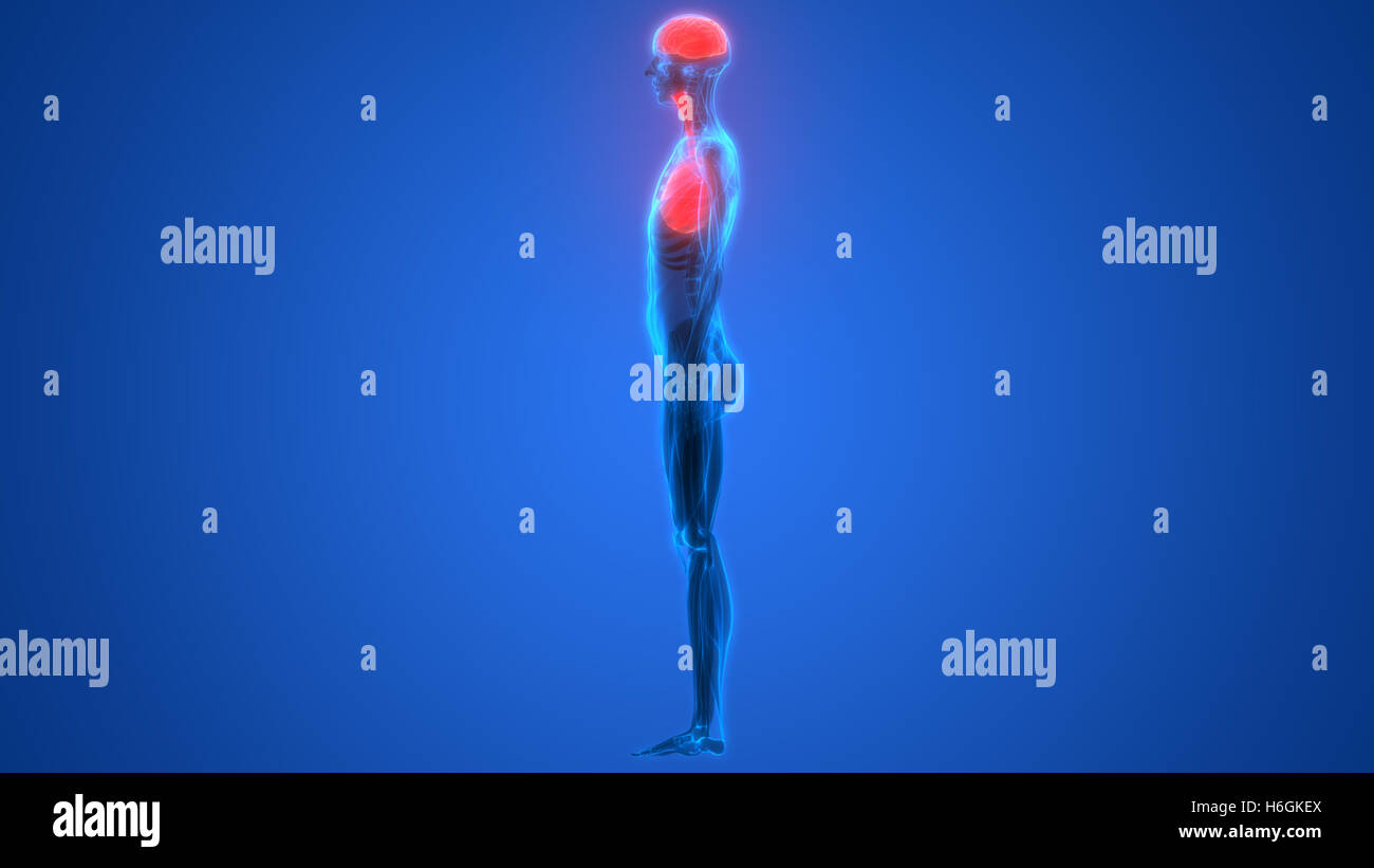 Umano Sistema respiratorio polmoni anatomia Foto Stock