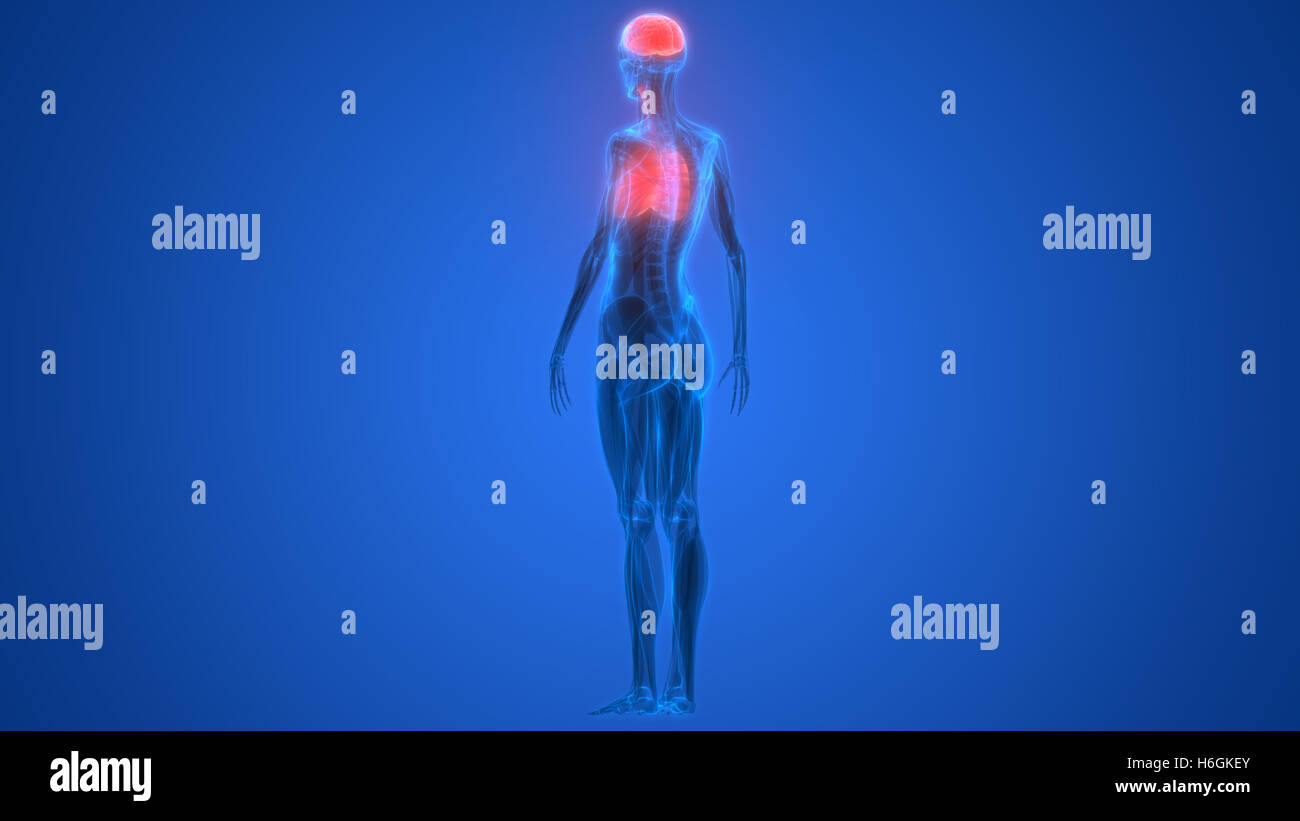 Umano Sistema respiratorio polmoni anatomia Foto Stock