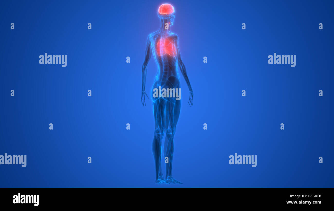 Umano Sistema respiratorio polmoni anatomia Foto Stock