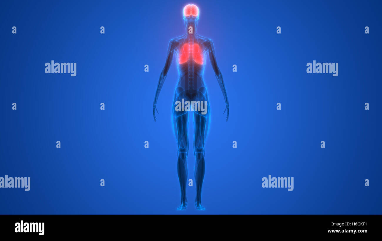 Umano Sistema respiratorio polmoni anatomia Foto Stock