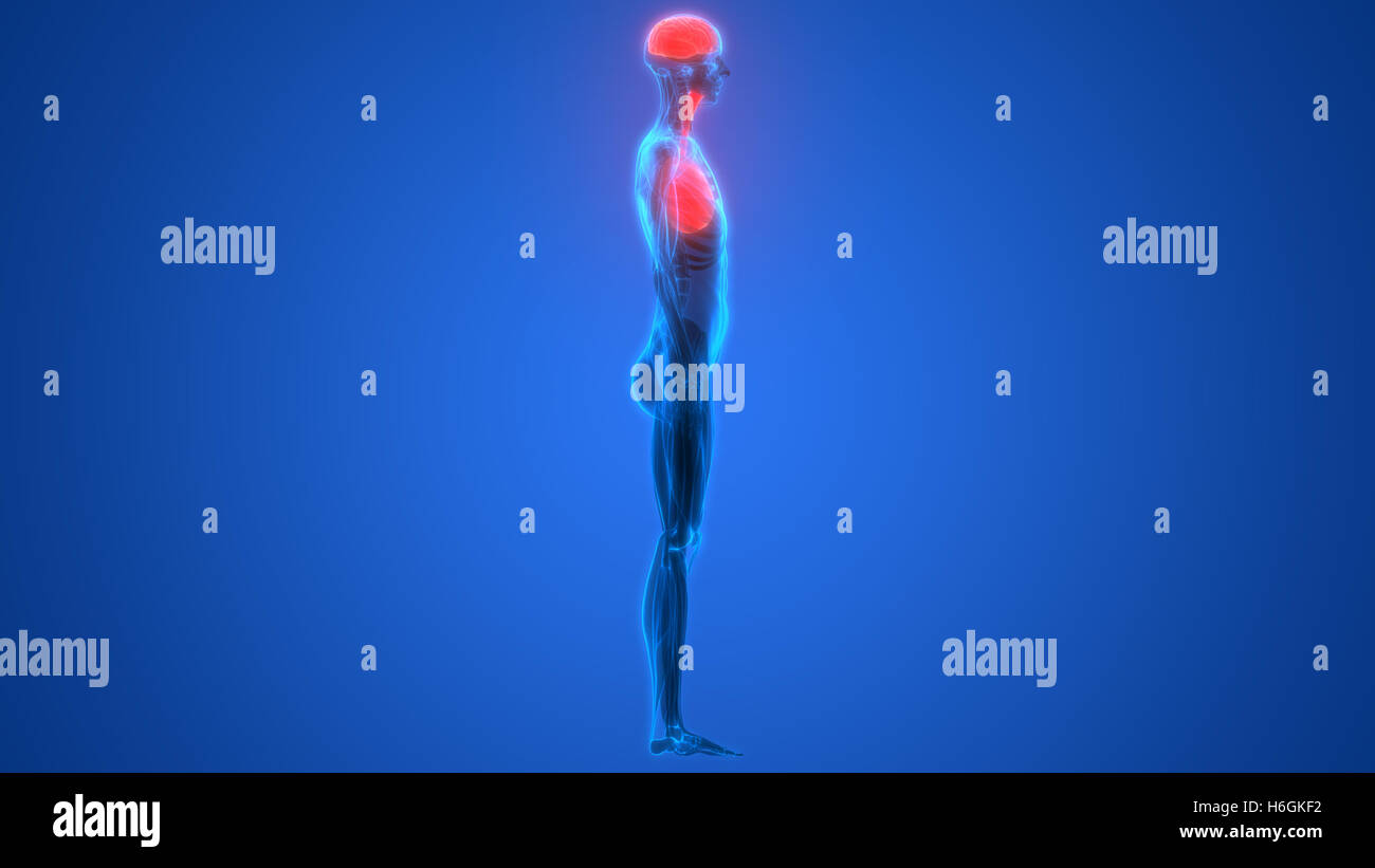 Umano Sistema respiratorio polmoni anatomia Foto Stock