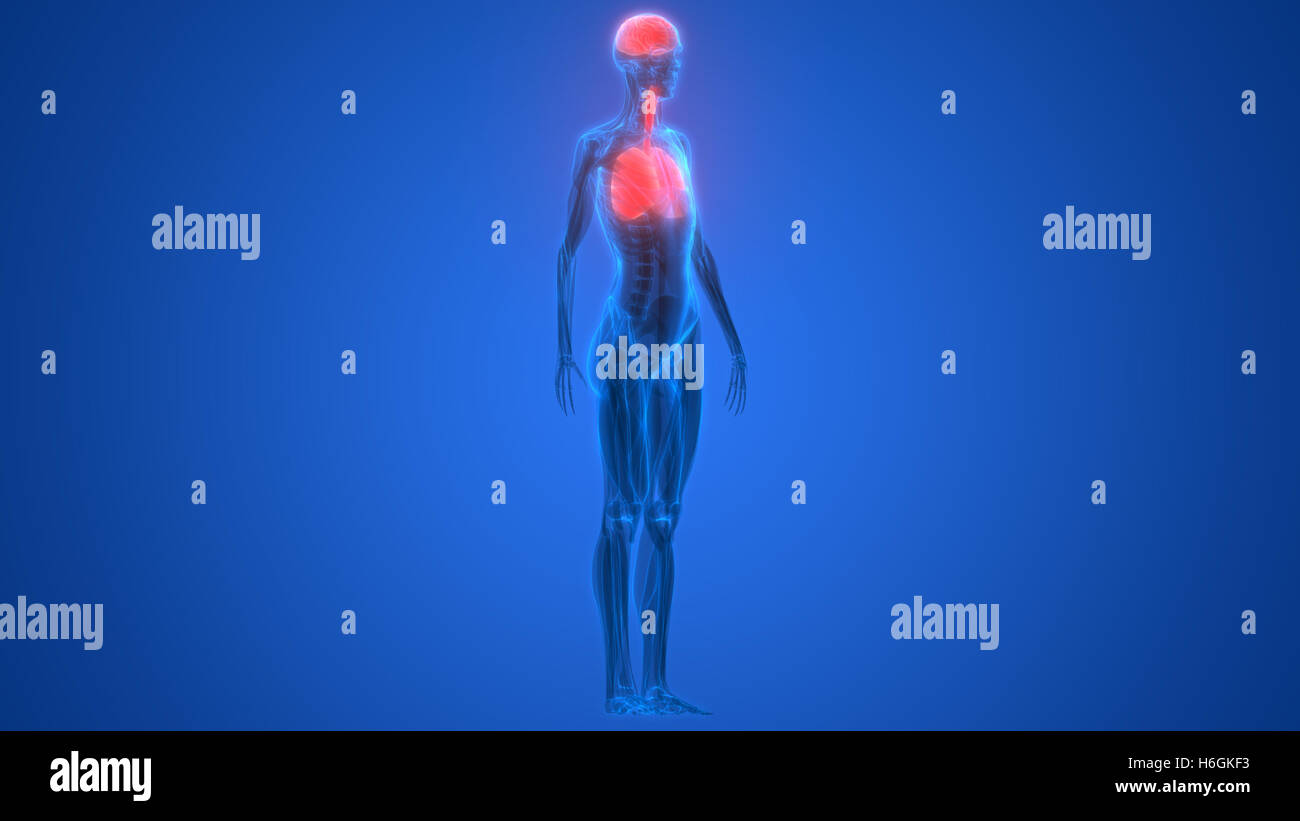 Umano Sistema respiratorio polmoni anatomia Foto Stock