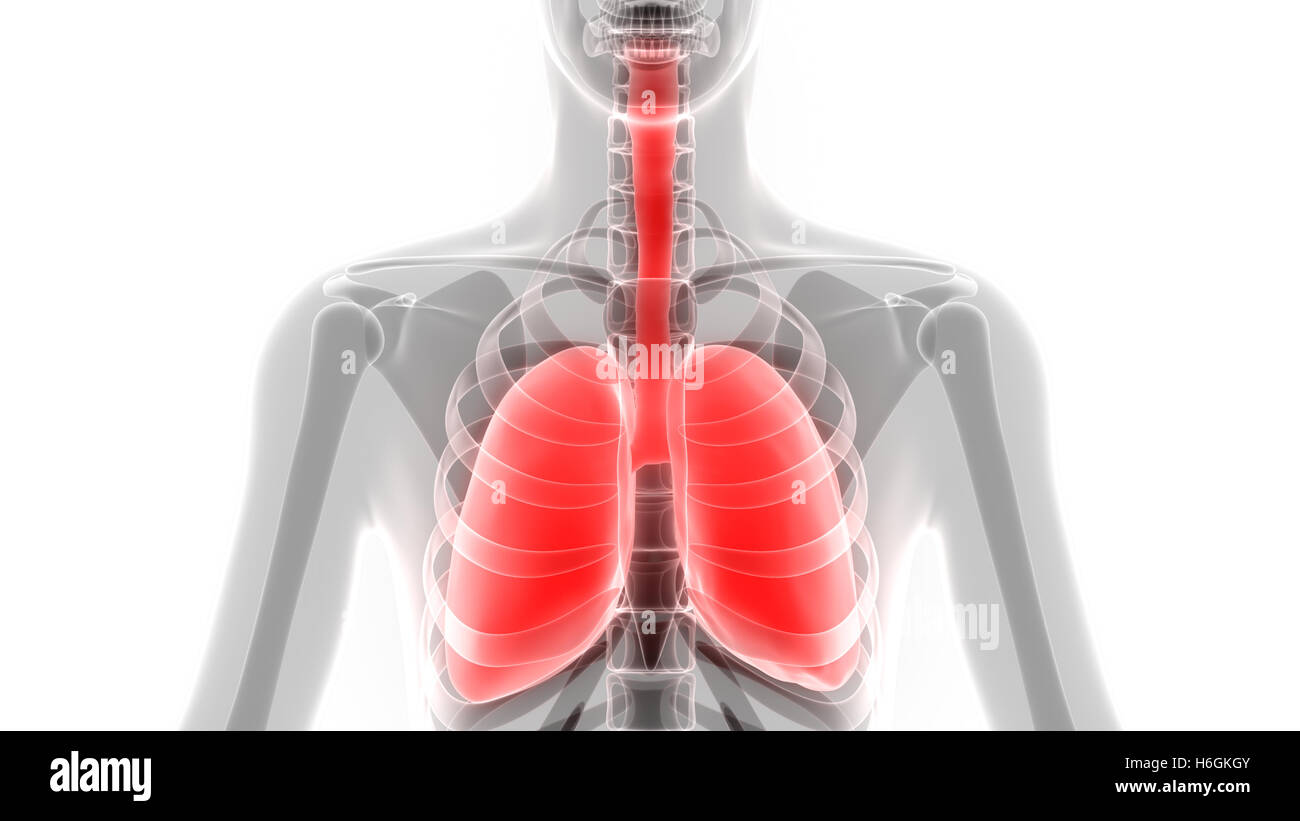 Umano Sistema respiratorio polmoni anatomia Foto Stock