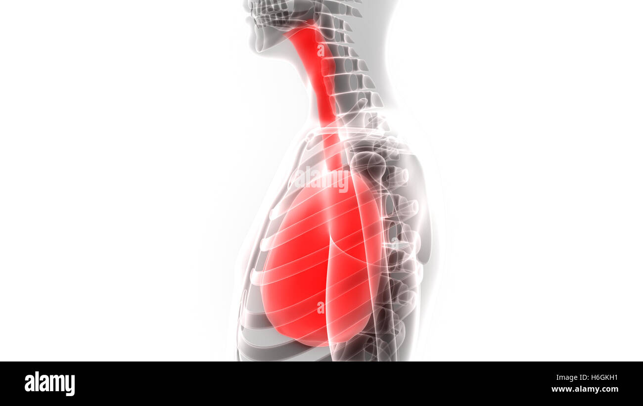 Umano Sistema respiratorio polmoni anatomia Foto Stock