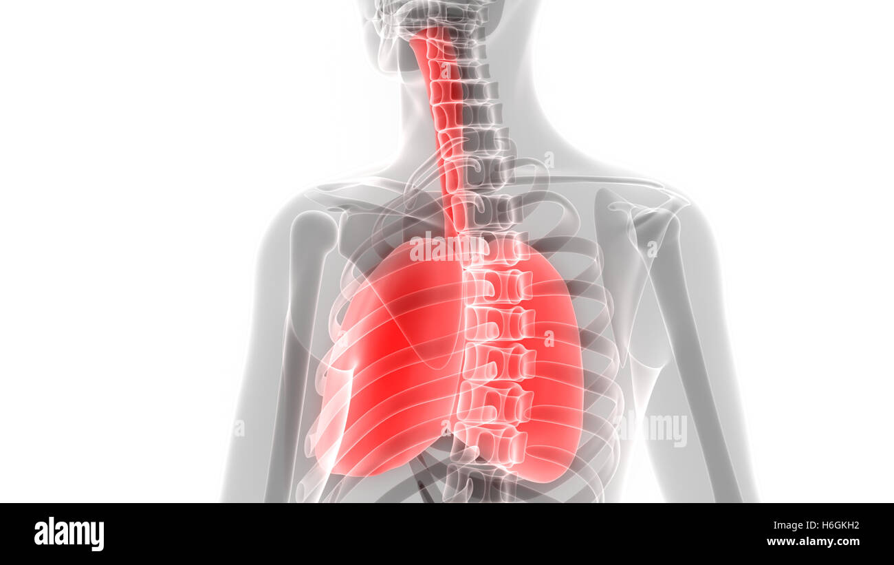 Umano Sistema respiratorio polmoni anatomia Foto Stock