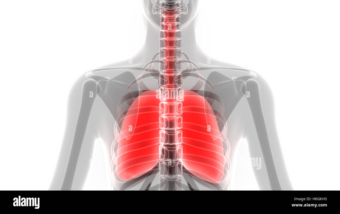 Umano Sistema respiratorio polmoni anatomia Foto Stock