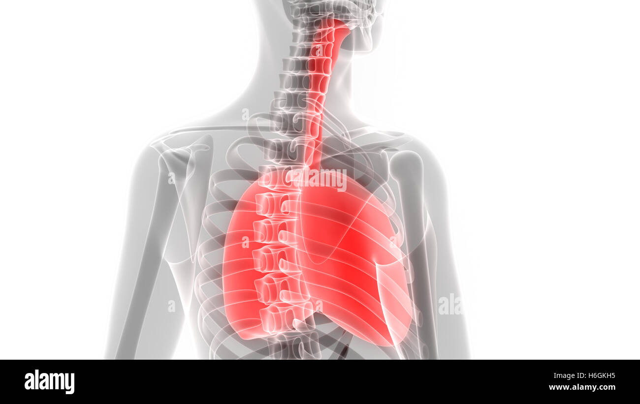 Umano Sistema respiratorio polmoni anatomia Foto Stock