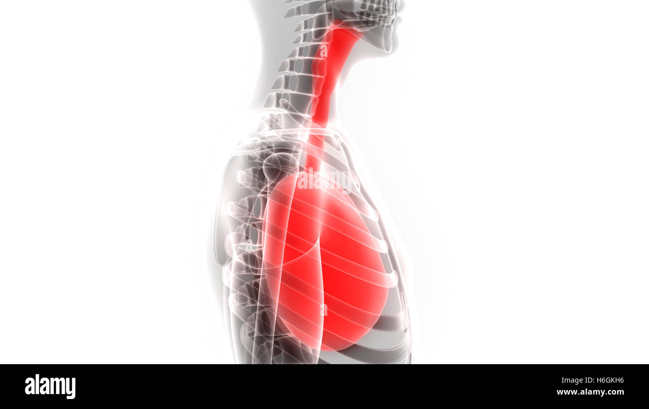 Umano Sistema respiratorio polmoni anatomia Foto Stock