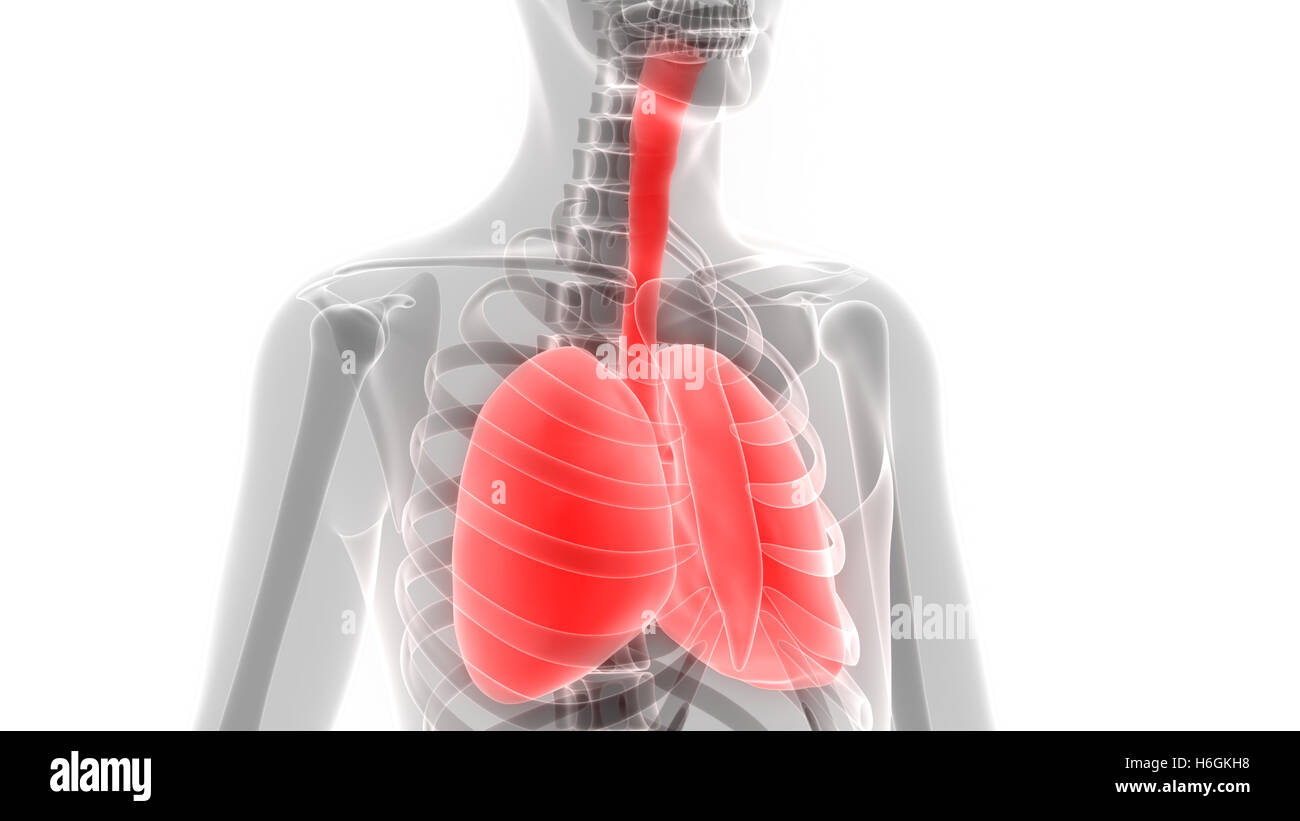 Umano Sistema respiratorio polmoni anatomia Foto Stock