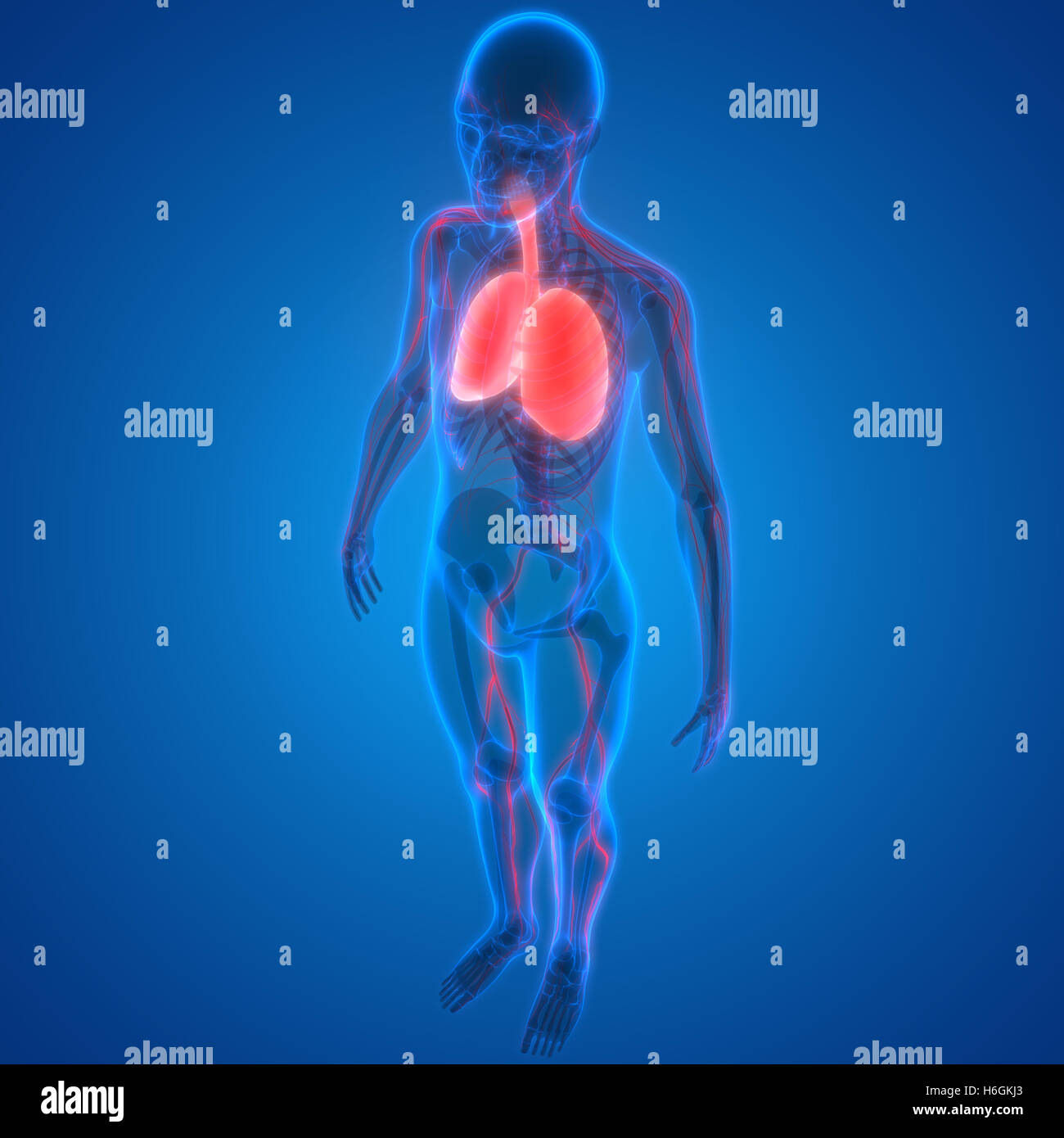 Umano Sistema respiratorio polmoni con sistema nervoso anatomia Foto Stock