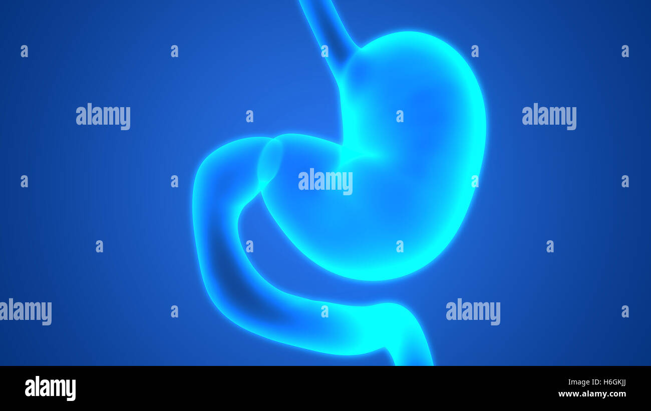 Apparato Digestivo umano (stomaco Anatomia) Foto Stock