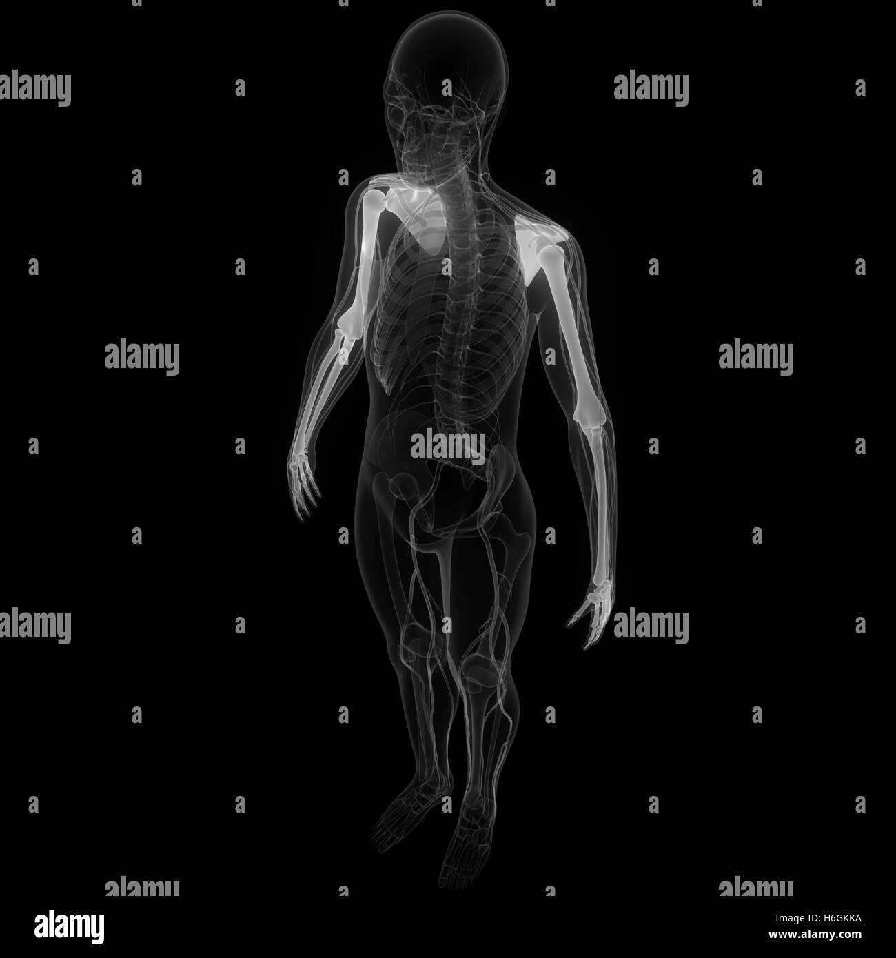 Scheletro umano anatomia del sistema Foto Stock