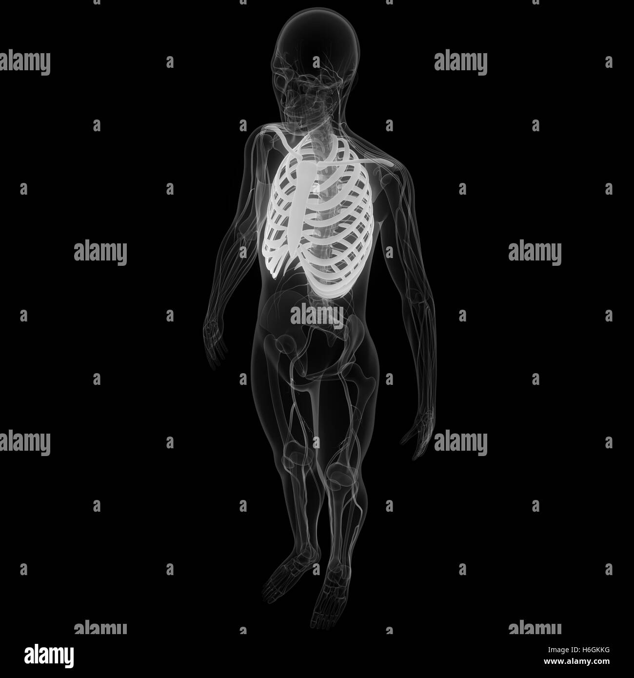 Scheletro umano anatomia del sistema Foto Stock