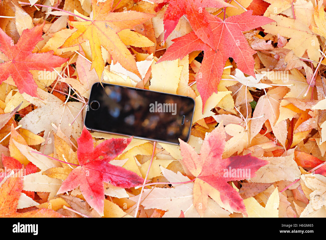 Mobile phone su foglie colorate sul terreno Foto Stock
