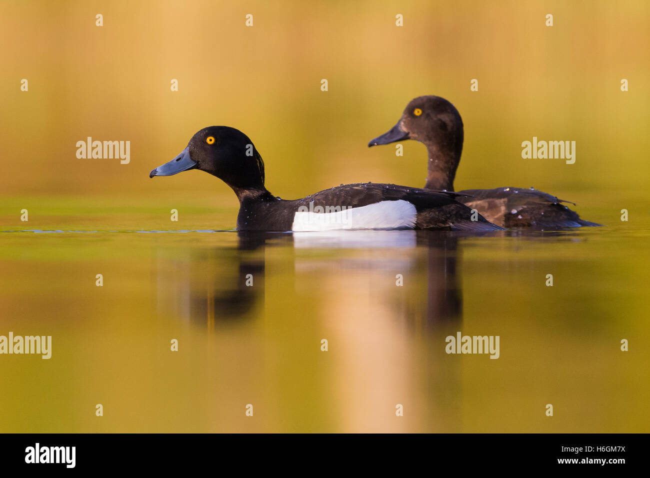 Moretta (Aythya fuligula), giovane a nuotare in acqua con riflessi dorati Foto Stock